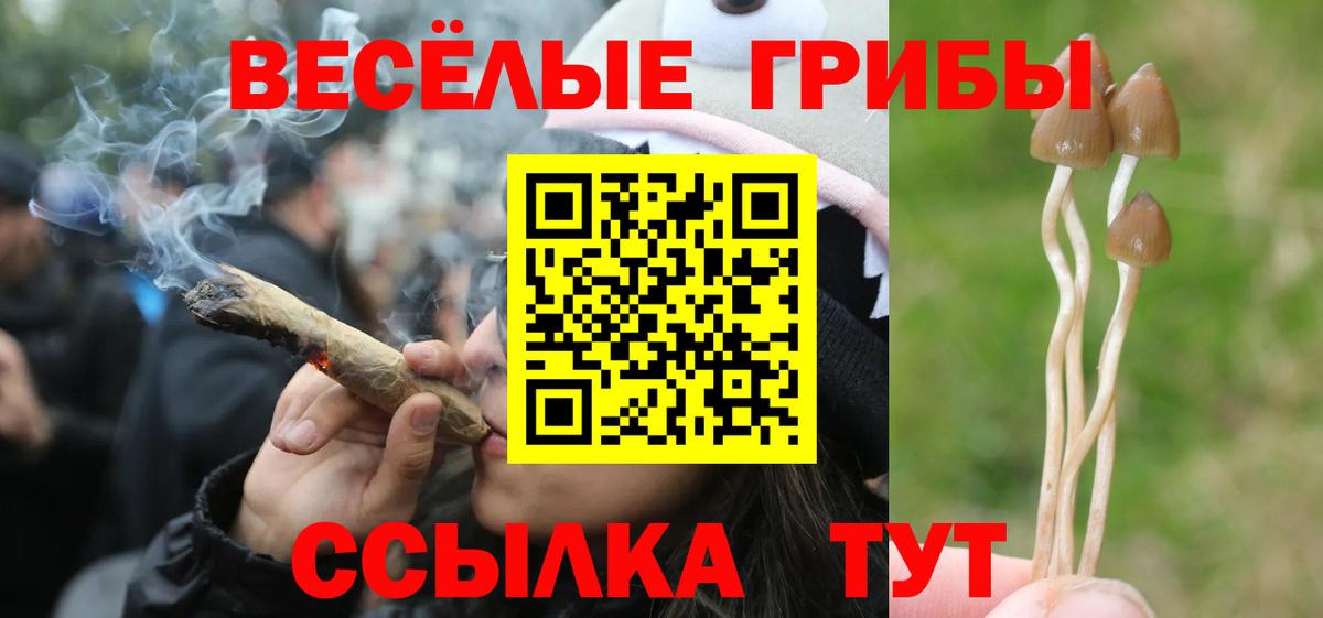 Псилоцибиновые грибы Psilocybe Балашиха